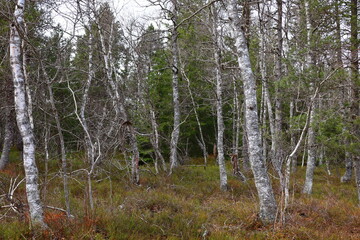 Fototapeta premium View on the park of the Rousses Lake in Les Rousses in the Jura department