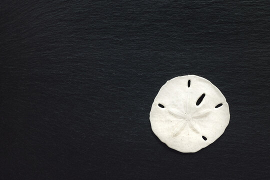 Sand Dollar on Slate