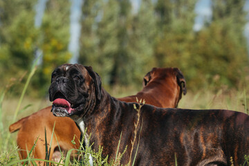 couple of german dogs german boxer on a walk in the hot season
