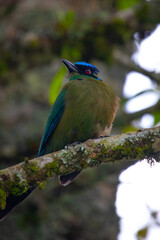 A beautiful photo of a unique tropical baranquero bird, mot mot, yellow in color with green wings, red eyes, a blue cap and a black mask, sitting on a branch