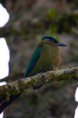 A beautiful photo of a unique tropical baranquero bird, mot mot, yellow in color with green wings, red eyes, a blue cap and a black mask, sitting on a branch
