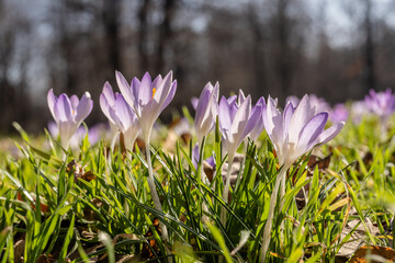 Krokusse auf einer Frühlingswiese im Garten, Park oder in der Natur. Sie erfreuen Menschenuns sind für Insekten eine erste Nahrungsquelle vieler Insekten.