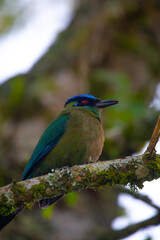 	
A beautiful photo of a unique tropical baranquero bird, mango shape, yellow in color with green wings, red eyes, a blue cap and a black mask, sitting on a tree branch