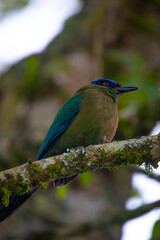Obraz premium A beautiful photo of a unique tropical baranquero bird, mango shape, yellow in color with green wings, red eyes, a blue cap and a black mask, sitting on a tree branch
