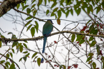 Fototapeta premium A beautiful photo of a unique tropical baranquero bird, mango shape, yellow in color with green wings, red eyes, a blue cap and a black mask, sitting on a tree branch