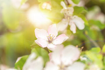 Fototapeta na wymiar Romantic close-up of apple tree blossoms