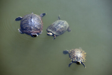 Obraz premium 四天王寺 池の亀 大阪市天王寺区