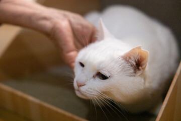 白の保護猫（a cute white rescued cat）