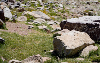 Close-up view of Ochre-naped ground tyrant in mid-flight in a valley, Chile