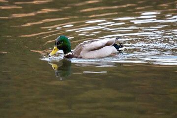 duck in the water