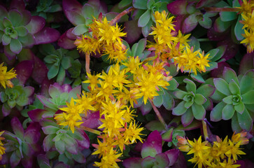 Fondo suculentas en flor amarilla hojas verdes y moradas - 499703504