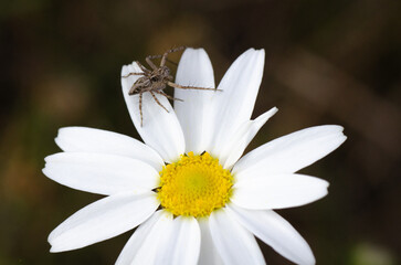 Araña sobre margarita fotografía macro - 499703511