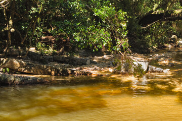 rocky margin of a stream with crystal clear water, surrounded by exuberant vegetation.