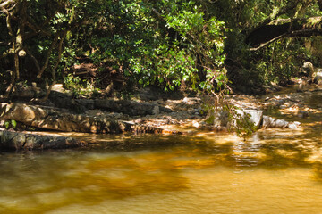 rocky margin of a stream with crystal clear water, surrounded by exuberant vegetation.