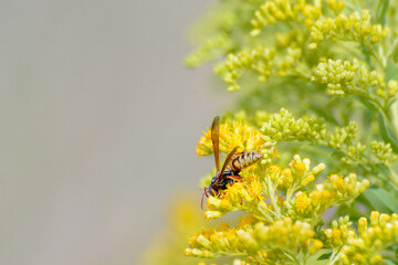 Paper wasp insect gathering nectar on yellow flowers