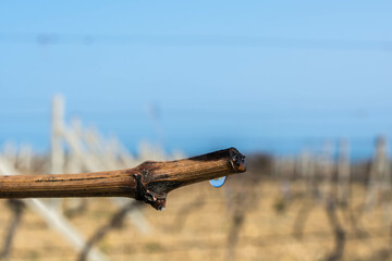 Sap flow of grape vines