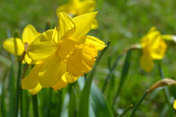 Fototapeta premium narcissus