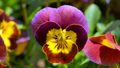 pansy flower, bratek