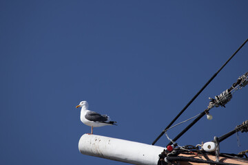 Seagull perched on a foremast