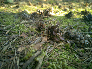 green moss on the ground