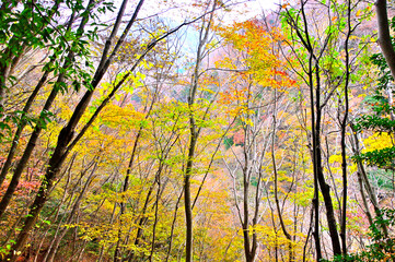 丹沢の檜洞丸　秋模様のつつじ新道の森
