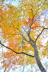 西丹沢の檜洞丸　紅葉のつつじ新道の森　オオモミジ
