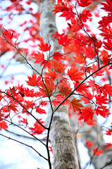 西丹沢の檜洞丸　紅葉のつつじ新道の森　ヤマモミジ

