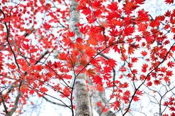西丹沢の檜洞丸　紅葉のつつじ新道の森　ヤマモミジ

