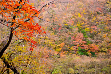 丹沢の檜洞丸　つつじ新道　東沢の紅葉
