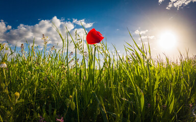 poppy flower