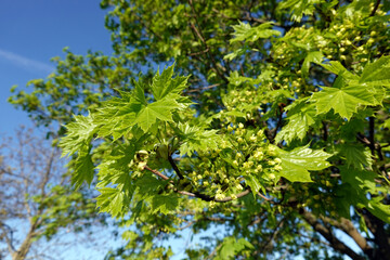 Spitz- Ahorn (Acer platanoides) Blüten und junge Blätter