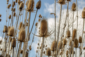 Dipsacus fullonum after winter in spring - obrazy, fototapety, plakaty