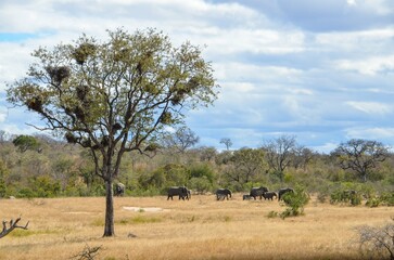 Kruger Safari - obrazy, fototapety, plakaty