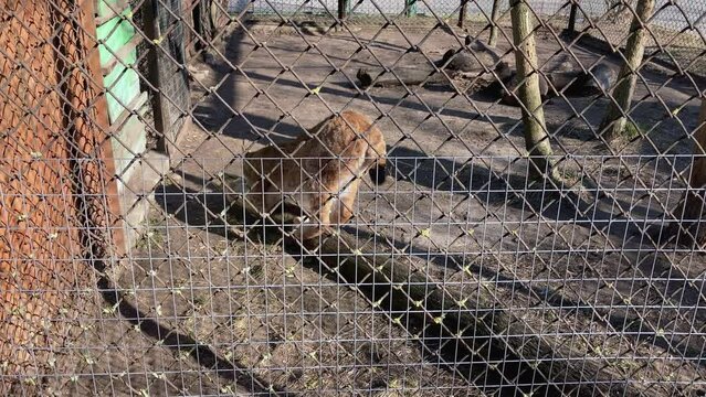 The sexy lynx is shown her tail with black brush and ass to zoo visitors. The big wild cat is sharping its clows on wooden board.