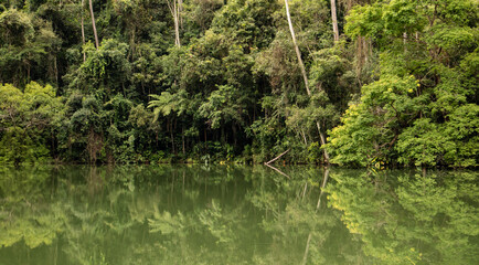 Tropical jungle rain forest and reflexion on the water in Brazil.