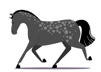 Fototapeta premium Purebred Grey Horse with Spots on Skin Isolated on White Background. Arab Mustang, Stallion Farm or Ranch Animal