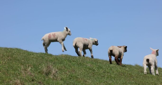 jumping joyful lambs enjoying life and playing under blue sky