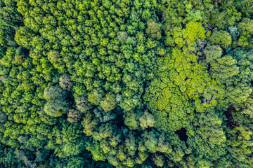 We all deserve a fresh break from the city. High angle shot of a beautiful green and lush forest.