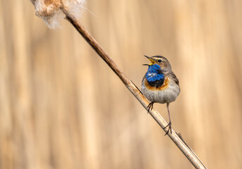 Bluethroat bird close up ( Luscinia svecica )