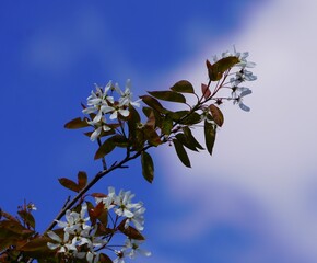 blossoming tree