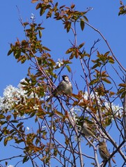 bird on a tree