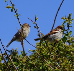 sparrow on a branch