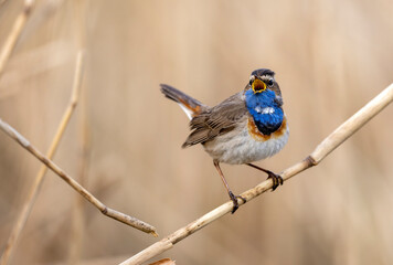 Bluethroat bird close up ( Luscinia svecica )