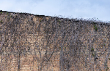 dried ivy branches on old brick wall