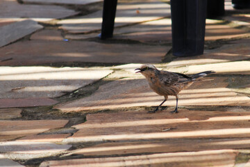 wild bird known as Chalk-browed Mockingbird (Mockingbird Mimus ), standing on a rustic stone floor under a shaded area.