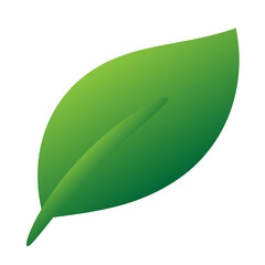 green leaf isolated on white background