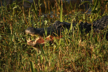Alligator with mouth open in the grass