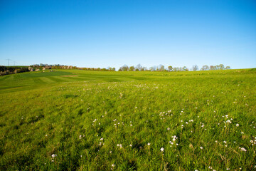 Green farmland, meadow in the spring and summer season, countryside landscape, agriculture in Germany