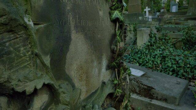 Close-up of ivy on a tombstone at the Lychakiv Cemetery in Lviv