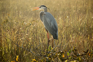 Great Blue Heron in Florida Everglades